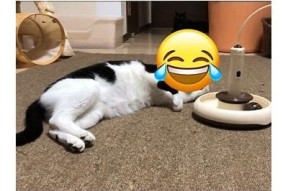 猫咪抖阴软件：趣味喵星人视频制作与分享平台
