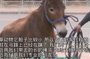 国际版成人抖阴破解版下载，畅享无广告高清视频体验