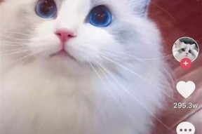 探索抖音上的流行猫咪视频，萌宠带你欢乐无限